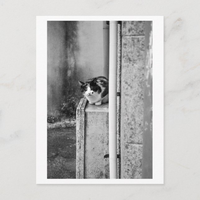 Cartão Postal Gato da Aldeia (Frente)