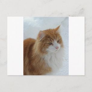 Cartão Postal Gato da Floresta Norueguesa