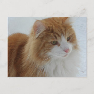 Cartão Postal Gato_da_Floresta_Norueguesa