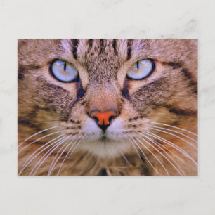 Cartão Postal gato da foto do gato malhado