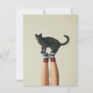 Cartão Postal Gato de Balanceamento em Meias Striped, Gatos