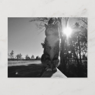 Cartão Postal Gato-de-Base