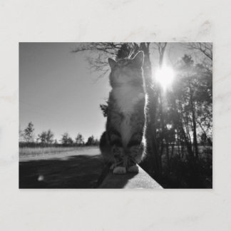 Cartão Postal Gato-de-Base