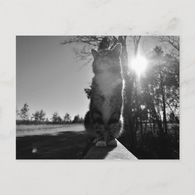 Cartão Postal Gato-de-Base (Frente)