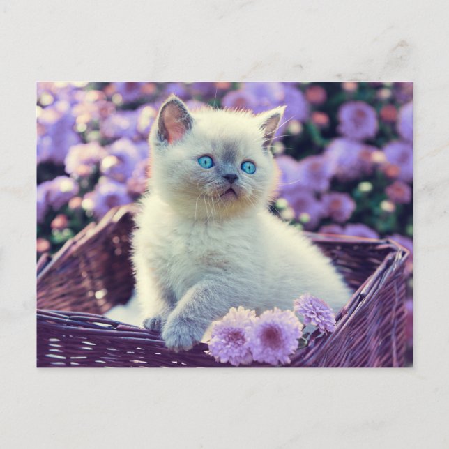 Cartão Postal Gato De Bebê De Gatinho Olhado Azul Em Flores Lilá (Frente)