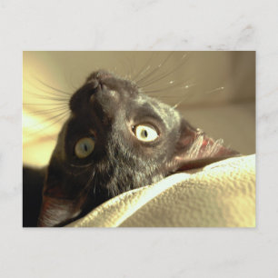 Cartão Postal Gato de cabeça para baixo!