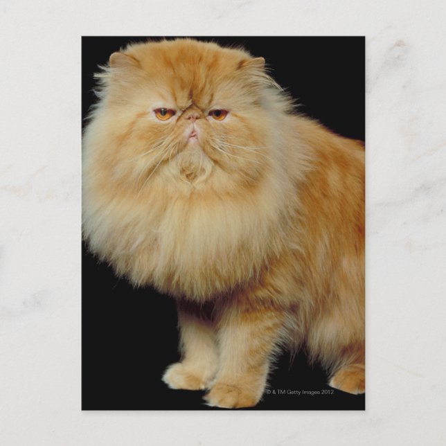 Cartão Postal Gato de Cabelo Longo Russo (Frente)