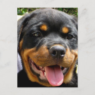 Cartão Postal Gato de cachorro rotacionado