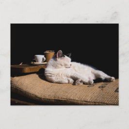 Cartão Postal Gato de café