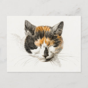 Cartão Postal Gato de Calico