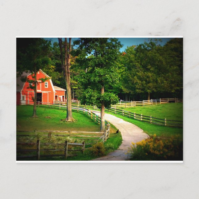 Cartão Postal Gato de casa da fazenda na jarda de celeiro (Frente)