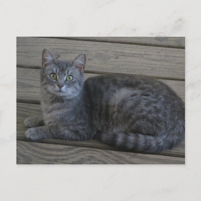 Cartão Postal Gato de Cinza em repouso (Frente)