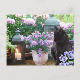 Cartão Postal Gato de cinza no Jardim
