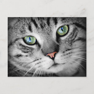 Cartão Postal Gato de Closeup