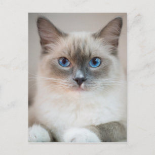 Cartão Postal Gato de de Ragdolas de Olhos Azuis