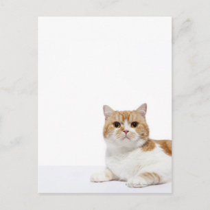 Cartão Postal Gato de dobra escocesa