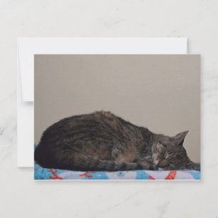 Cartão Postal Gato de dormir