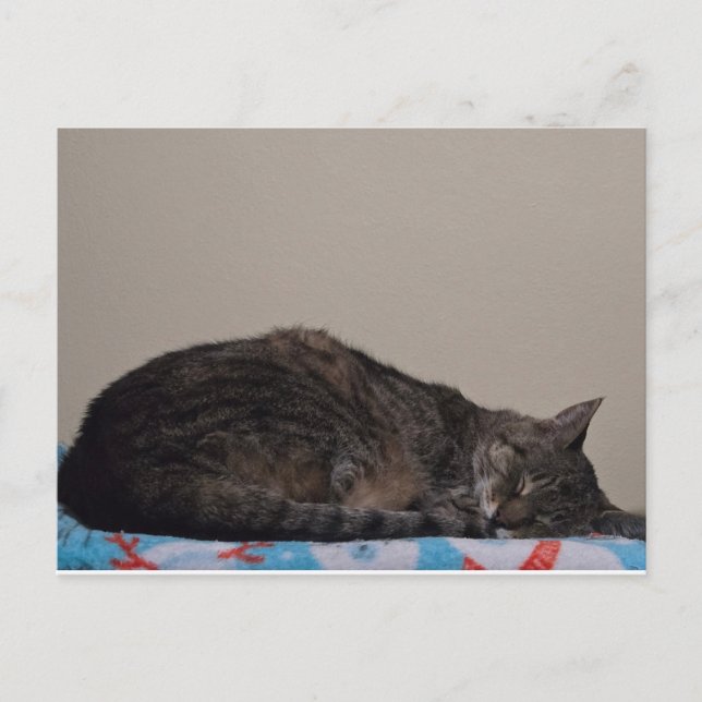 Cartão Postal Gato de dormir (Frente)