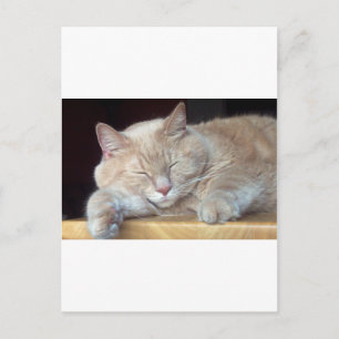 CARTÃO POSTAL GATO DE DORMIR