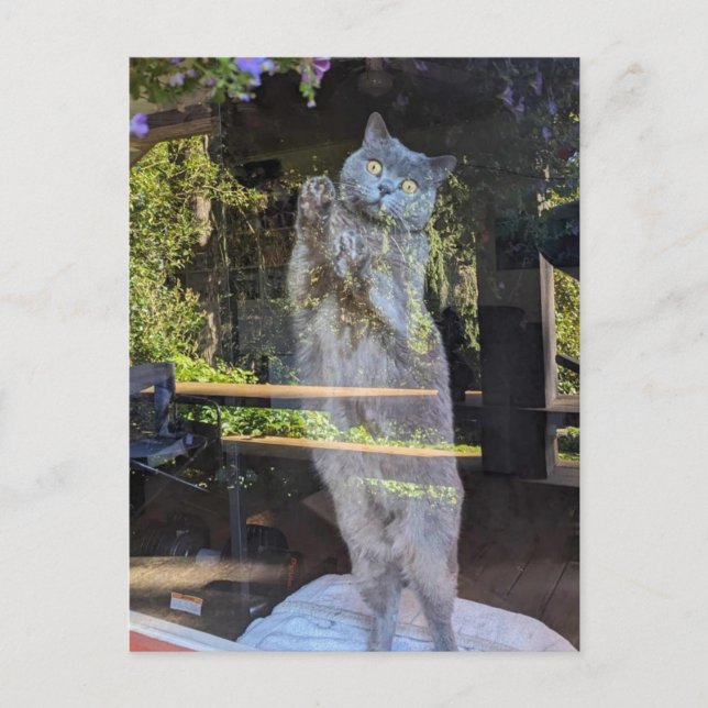 Cartão Postal Gato De Gatinho De Bairro Britânico Na Janela (Frente)