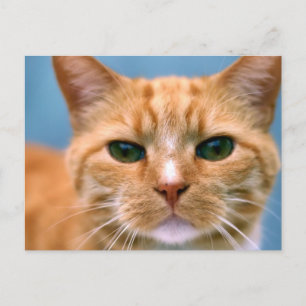 Cartão Postal Gato de Gatinho Gatinho Laranja Tabby