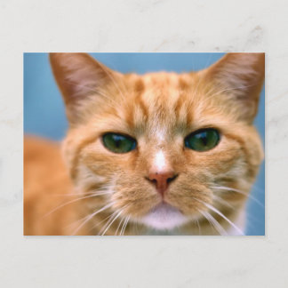 Cartão Postal Gato de Gatinho Gatinho Laranja Tabby