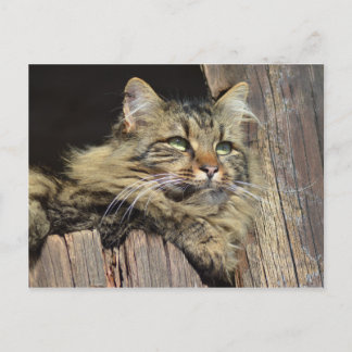 Cartão Postal Gato de Gato de Maine Coon