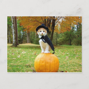 Cartão Postal Gato De Halloween Num Pumpkin Laranja