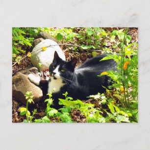 Cartão Postal Gato de Jardim