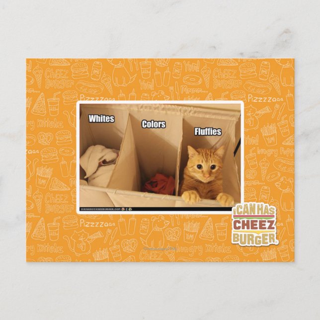 Cartão Postal Gato de lavanderia (Frente)