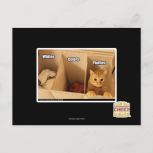 Cartão Postal Gato de lavanderia
