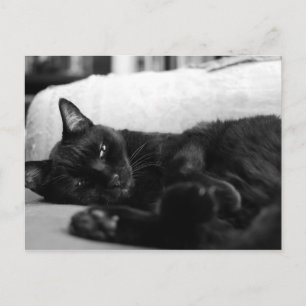 Cartão Postal Gato de Nápoles