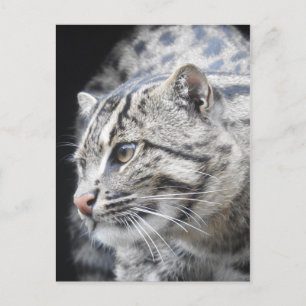 Cartão Postal Gato de Pesca