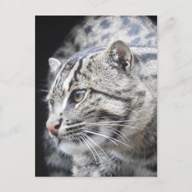 Cartão Postal Gato de Pesca (Frente)