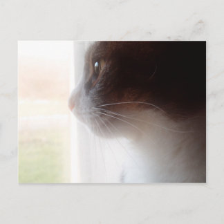 Cartão Postal Gato de sonho