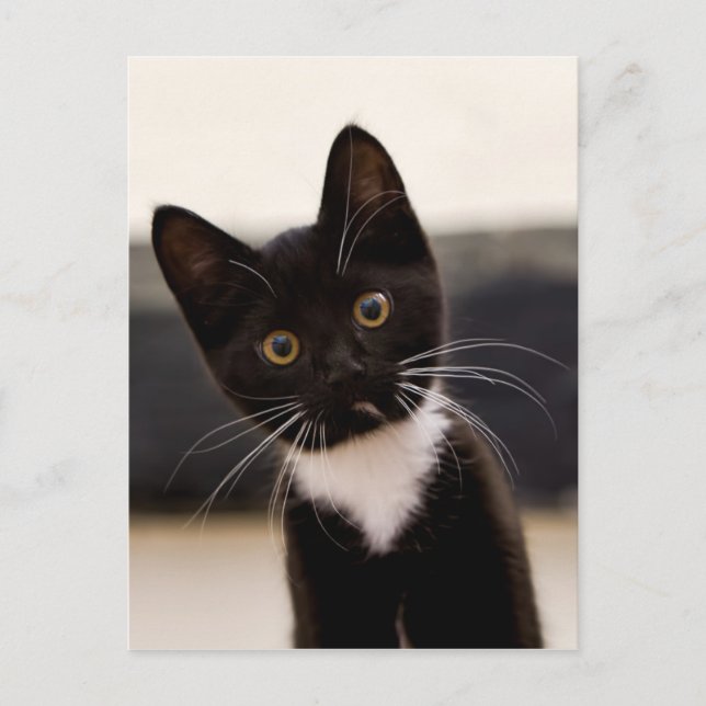 Cartão Postal Gato De Tuxedo Branco, Preto E Branco (Frente)