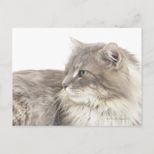 Cartão Postal Gato deitado