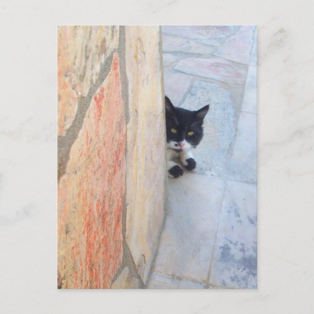 Cartão Postal GATO DETETIVE ATRÁS DA PAREDE DE PEDRA / Dia dos P (Frente)