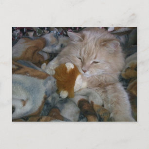 Cartão Postal Gato do Modelo de Função