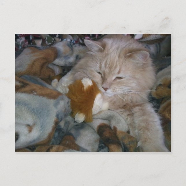 Cartão Postal Gato do Modelo de Função (Frente)