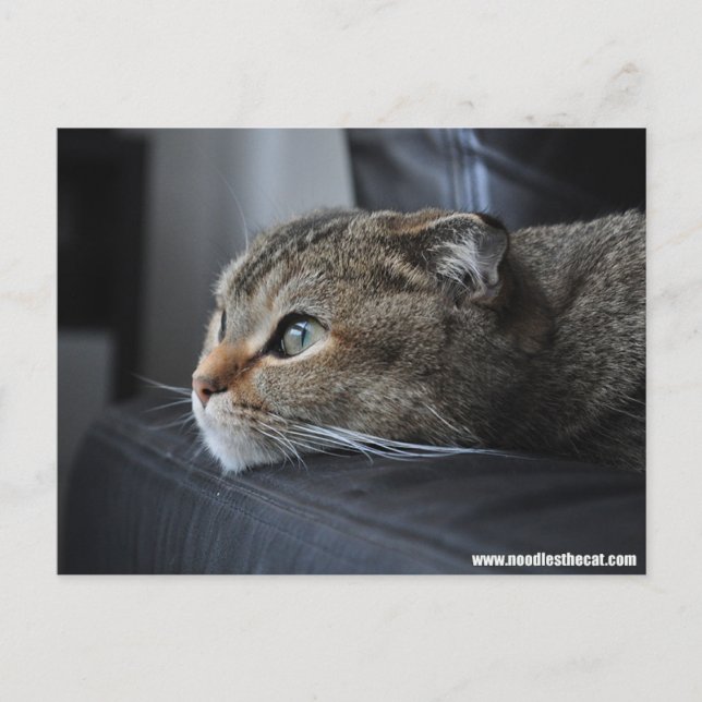 Cartão Postal Gato dobrado escocês: pensando em você (Frente)