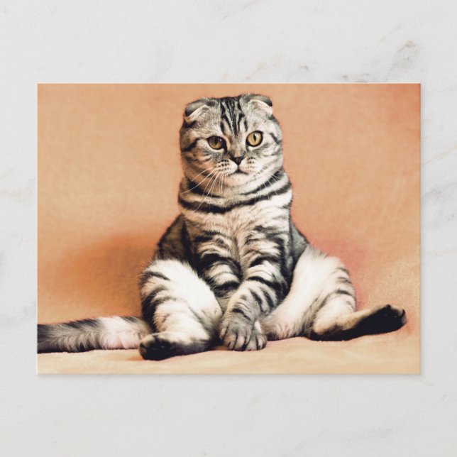 Cartão Postal Gato Dobrado Escocês Sentado em um Posto de Sofa (Frente)