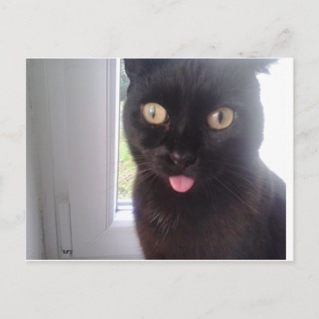 Cartão Postal Gato Doce (Frente)