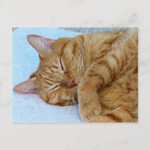 Cartão Postal Gato Dormindo