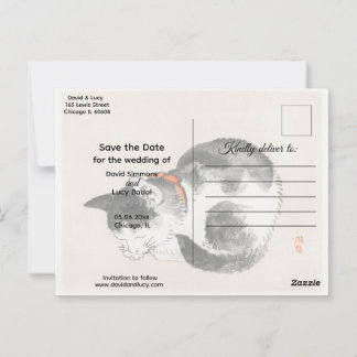 Cartão Postal Gato Dormindo