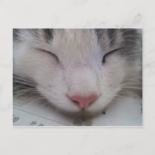 Cartão Postal Gato Dormindo