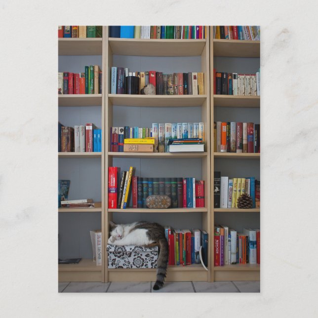 Cartão Postal Gato dormindo na livraria (Frente)