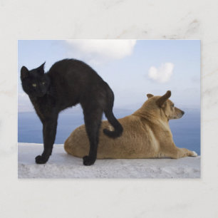 Cartão Postal Gato e cão