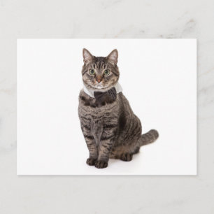 Cartão Postal Gato em Tuxedo