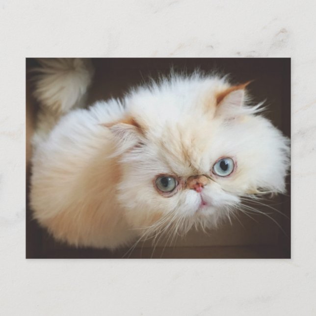 Cartão Postal Gato Em Uma Caixa (Frente)